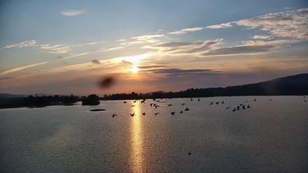 Pennsylvania Snow Geese Live Webcam - Sep 23, 2025, 7:24am EDT