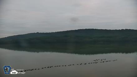 Pennsylvania Snow Geese Live Webcam - Sep 30, 2026, 7:06am EDT