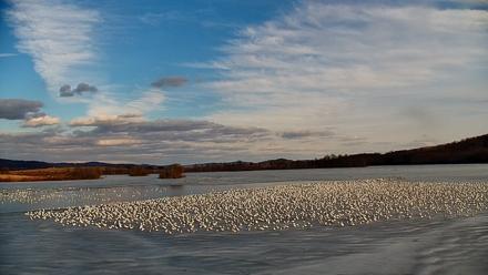 Pennsylvania Snow Geese Live Webcam - Feb 21, 2026, 4:02pm EST