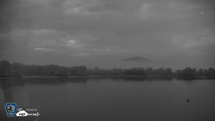 Pennsylvania Snow Geese Live Webcam - Sep 1, 2026, 6:09am EDT