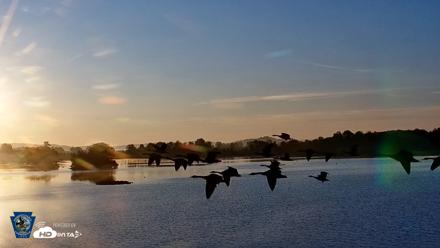 Pennsylvania Snow Geese Live Webcam - Aug 21, 2026, 6:46am EDT