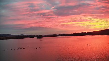 Pennsylvania Snow Geese Live Webcam - Nov 25, 2025, 6:53am EST