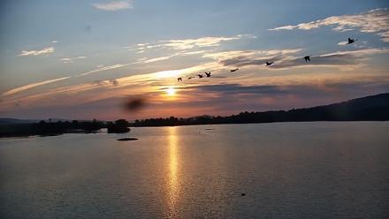 Pennsylvania Snow Geese Live Webcam - Sep 23, 2025, 7:21am EDT