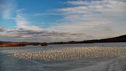Pennsylvania Snow Geese Live Webcam - Feb 21, 2026, 3:58pm EST