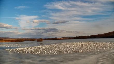 Pennsylvania Snow Geese Live Webcam - Feb 21, 2026, 4:09pm EST