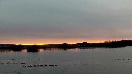 Pennsylvania Snow Geese Live Webcam - Dec 26, 2025, 7:32am EST