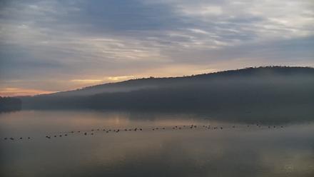 Pennsylvania Snow Geese Live Webcam - Nov 20, 2025, 7:59am EST