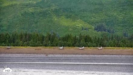 Cook Inlet Alaska Bear Viewing Live Cam - Aug 15, 2026, 10:50am AKDT