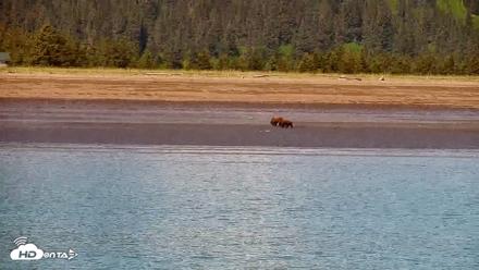 Cook Inlet Alaska Bear Viewing Live Cam - Jun 18, 2026, 1:06pm AKDT