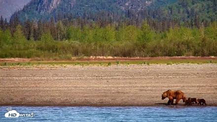 Cook Inlet Alaska Bear Viewing Live Cam - Jun 8, 2026, 10:13am AKDT