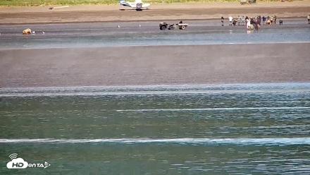 Cook Inlet Alaska Bear Viewing Live Cam - Jul 1, 2026, 11:33am AKDT