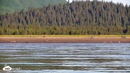 Cook Inlet Alaska Bear Viewing Live Cam - Jul 10, 2026, 9:10am AKDT