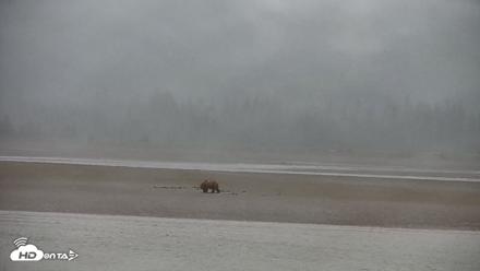 Cook Inlet Alaska Bear Viewing Live Cam - Jul 12, 2026, 9:54am AKDT