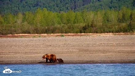 Cook Inlet Alaska Bear Viewing Live Cam - Jun 8, 2026, 10:13am AKDT