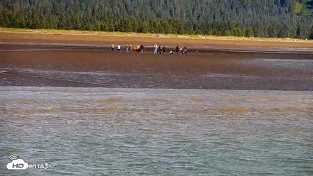 Cook Inlet Alaska Bear Viewing Live Cam - Aug 14, 2026, 11:54am AKDT