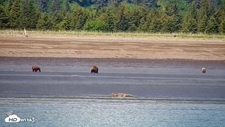 Cook Inlet Alaska Bear Viewing Live Cam - Jun 18, 2026, 1:07pm AKDT