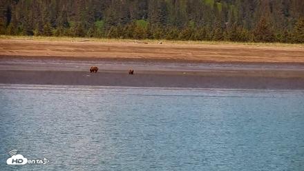 Cook Inlet Alaska Bear Viewing Live Cam - Jun 18, 2026, 1:06pm AKDT