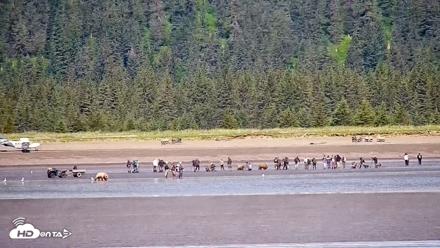 Cook Inlet Alaska Bear Viewing Live Cam - Jul 1, 2026, 11:44am AKDT