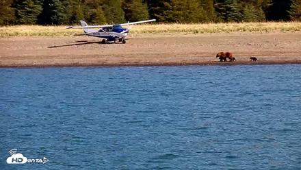 Cook Inlet Alaska Bear Viewing Live Cam - Jun 8, 2026, 9:56am AKDT
