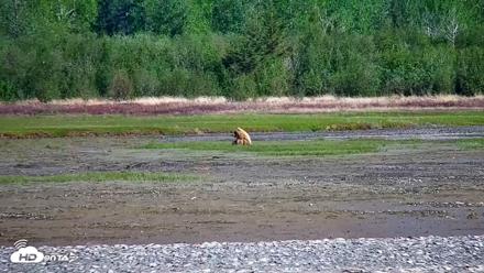 Cook Inlet Alaska Bear Viewing Live Cam - Jun 10, 2026, 10:23am AKDT