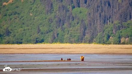 Cook Inlet Alaska Bear Viewing Live Cam - Jun 12, 2026, 10:59am AKDT