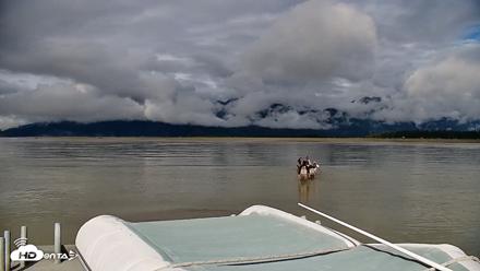 Cook Inlet Alaska Bear Viewing Live Cam - Aug 21, 2026, 10:36am AKDT