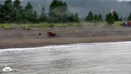 Cook Inlet Alaska Bear Viewing Live Cam - Jul 21, 2026, 8:44am AKDT