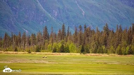 Cook Inlet Alaska Bear Viewing Live Cam - Jun 15, 2026, 3:03pm AKDT