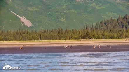 Cook Inlet Alaska Bear Viewing Live Cam - Jun 26, 2026, 10:03am AKDT
