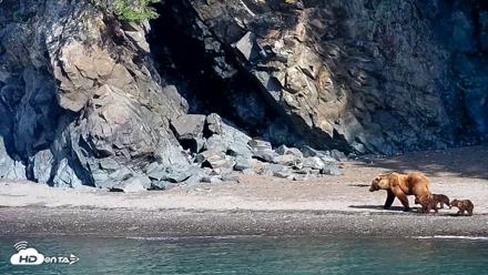 Cook Inlet Alaska Bear Viewing Live Cam - Jun 8, 2026, 10:05am AKDT