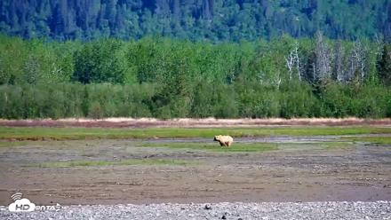 Cook Inlet Alaska Bear Viewing Live Cam - Jun 10, 2026, 10:34am AKDT