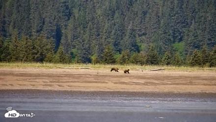Cook Inlet Alaska Bear Viewing Live Cam - Jun 18, 2026, 1:15pm AKDT