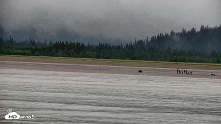 Cook Inlet Alaska Bear Viewing Live Cam - Jul 18, 2026, 11:47am AKDT