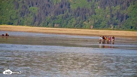 Cook Inlet Alaska Bear Viewing Live Cam - Jun 12, 2026, 11:05am AKDT