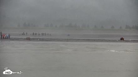 Cook Inlet Alaska Bear Viewing Live Cam - Jul 12, 2026, 10:27am AKDT