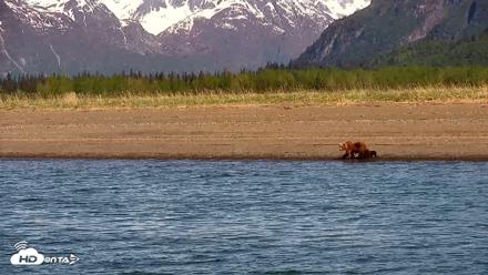 Cook Inlet Alaska Bear Viewing Live Cam - Jun 8, 2026, 10:09am AKDT