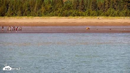 Cook Inlet Alaska Bear Viewing Live Cam - Jul 6, 2026, 1:27pm AKDT