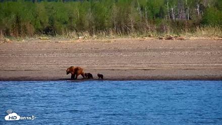 Cook Inlet Alaska Bear Viewing Live Cam - Jun 8, 2026, 10:12am AKDT