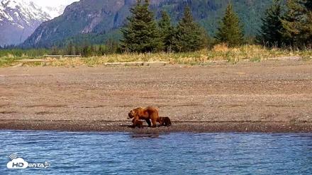 Cook Inlet Alaska Bear Viewing Live Cam - Jun 8, 2026, 10:06am AKDT