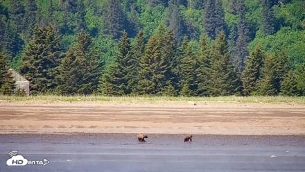 Cook Inlet Alaska Bear Viewing Live Cam - Jun 18, 2026, 1:12pm AKDT