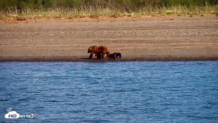 Cook Inlet Alaska Bear Viewing Live Cam - Jun 8, 2026, 10:11am AKDT