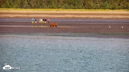 Cook Inlet Alaska Bear Viewing Live Cam - Jul 30, 2026, 10:03am AKDT