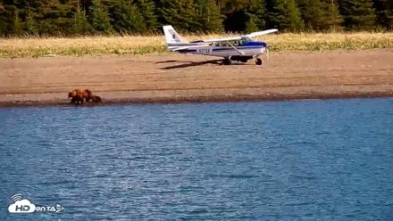 Cook Inlet Alaska Bear Viewing Live Cam - Jun 8, 2026, 9:58am AKDT