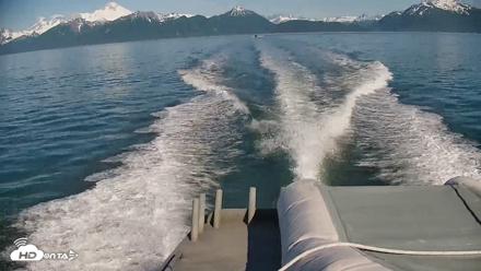 Cook Inlet Alaska Bear Viewing Live Cam - Jul 10, 2026, 9:55am AKDT