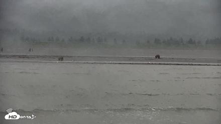 Cook Inlet Alaska Bear Viewing Live Cam - Jul 12, 2026, 10:22am AKDT