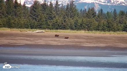 Cook Inlet Alaska Bear Viewing Live Cam - Jun 18, 2026, 12:49pm AKDT