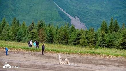 Cook Inlet Alaska Bear Viewing Live Cam - Jul 9, 2026, 12:08pm AKDT