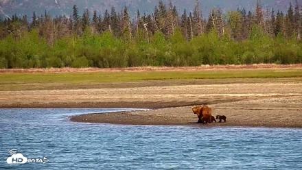 Cook Inlet Alaska Bear Viewing Live Cam - Jun 8, 2026, 10:14am AKDT
