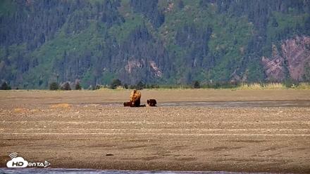 Cook Inlet Alaska Bear Viewing Live Cam - Jun 8, 2026, 10:23am AKDT