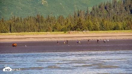 Cook Inlet Alaska Bear Viewing Live Cam - Jun 26, 2026, 9:59am AKDT